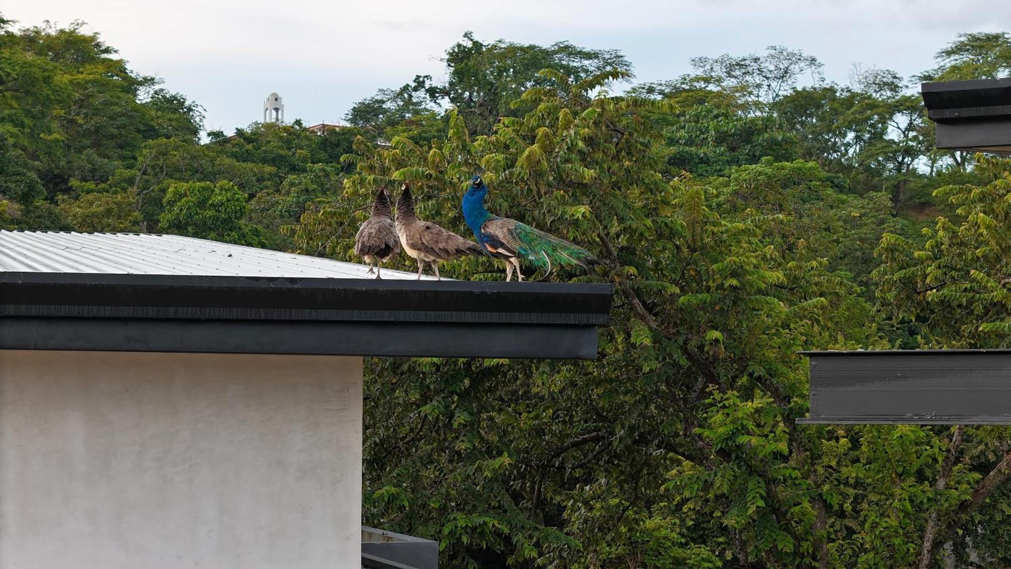 Epic Tamarindo Boutique Hotel Villarreal Exteriör bild